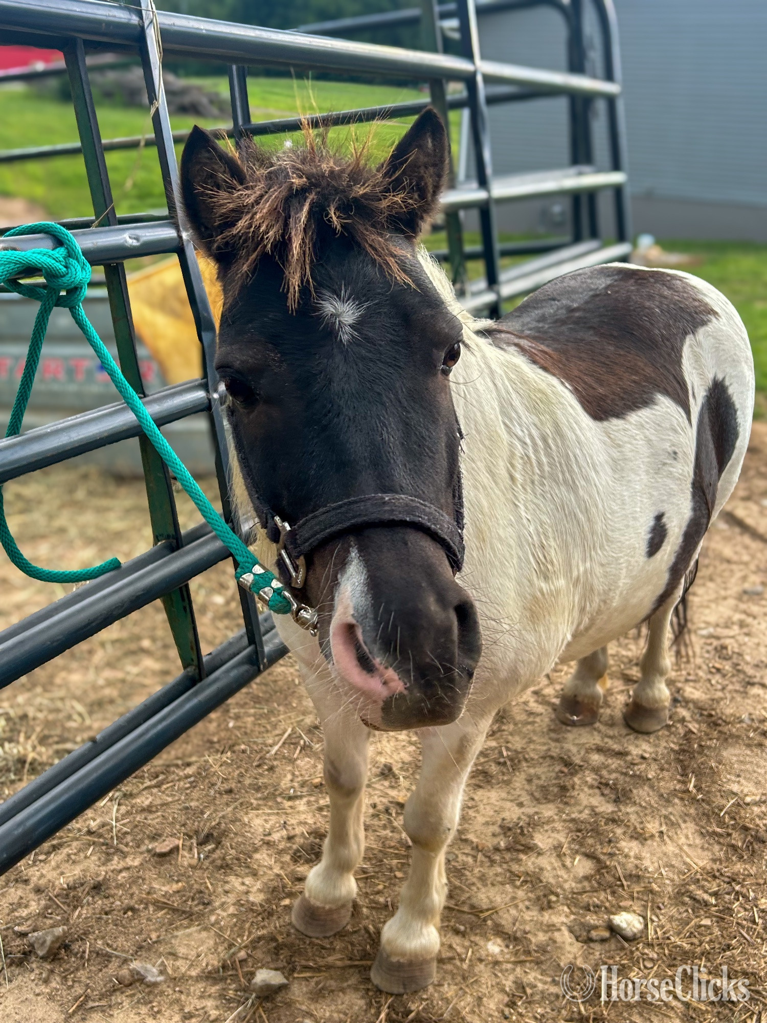 Indiana "Rollie Pollie" Skewbald Gelding Shetland Pony