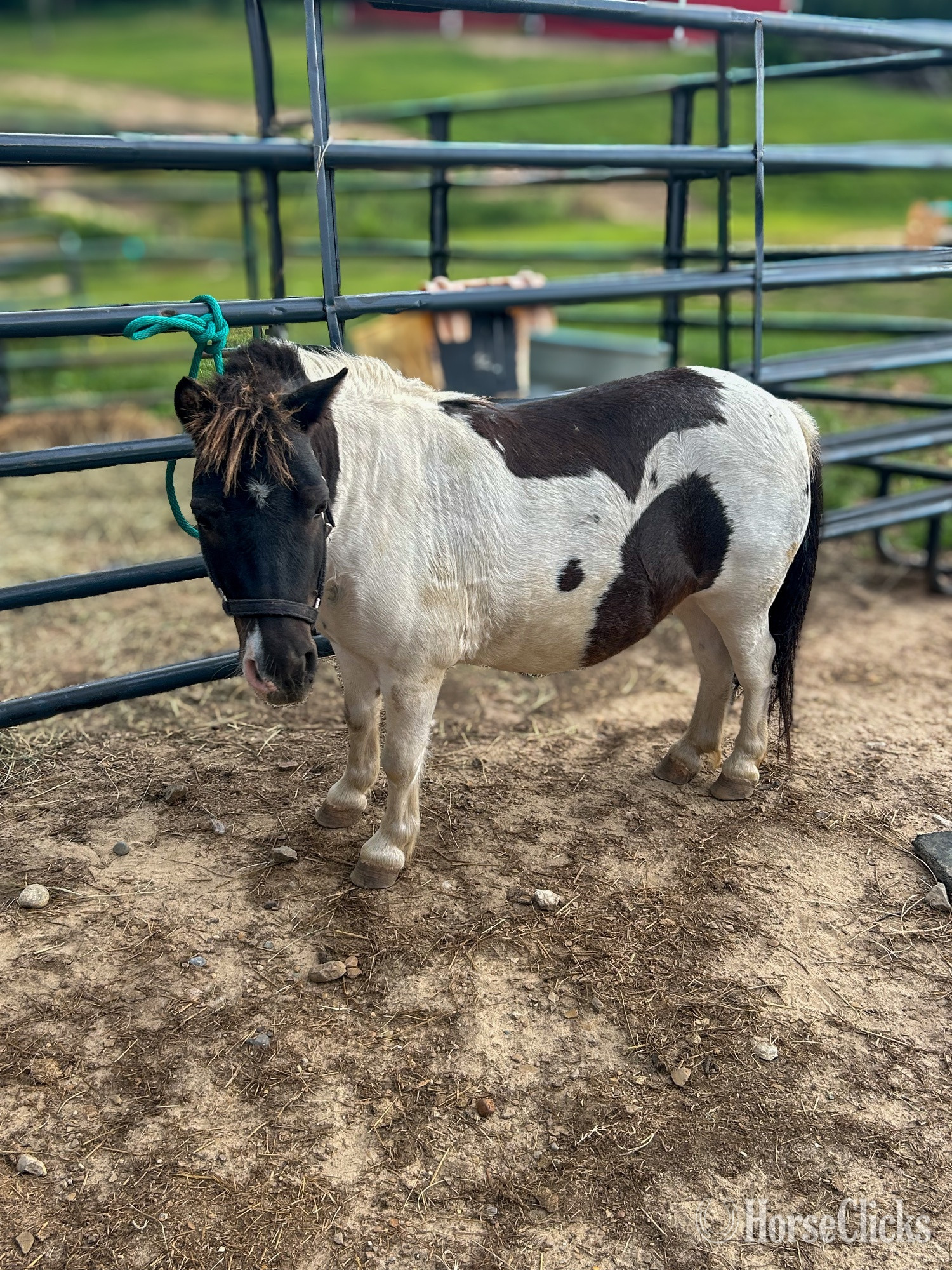 "Rollie Pollie" Skewbald Gelding Shetland Pony - Shetland Pony in Indiana