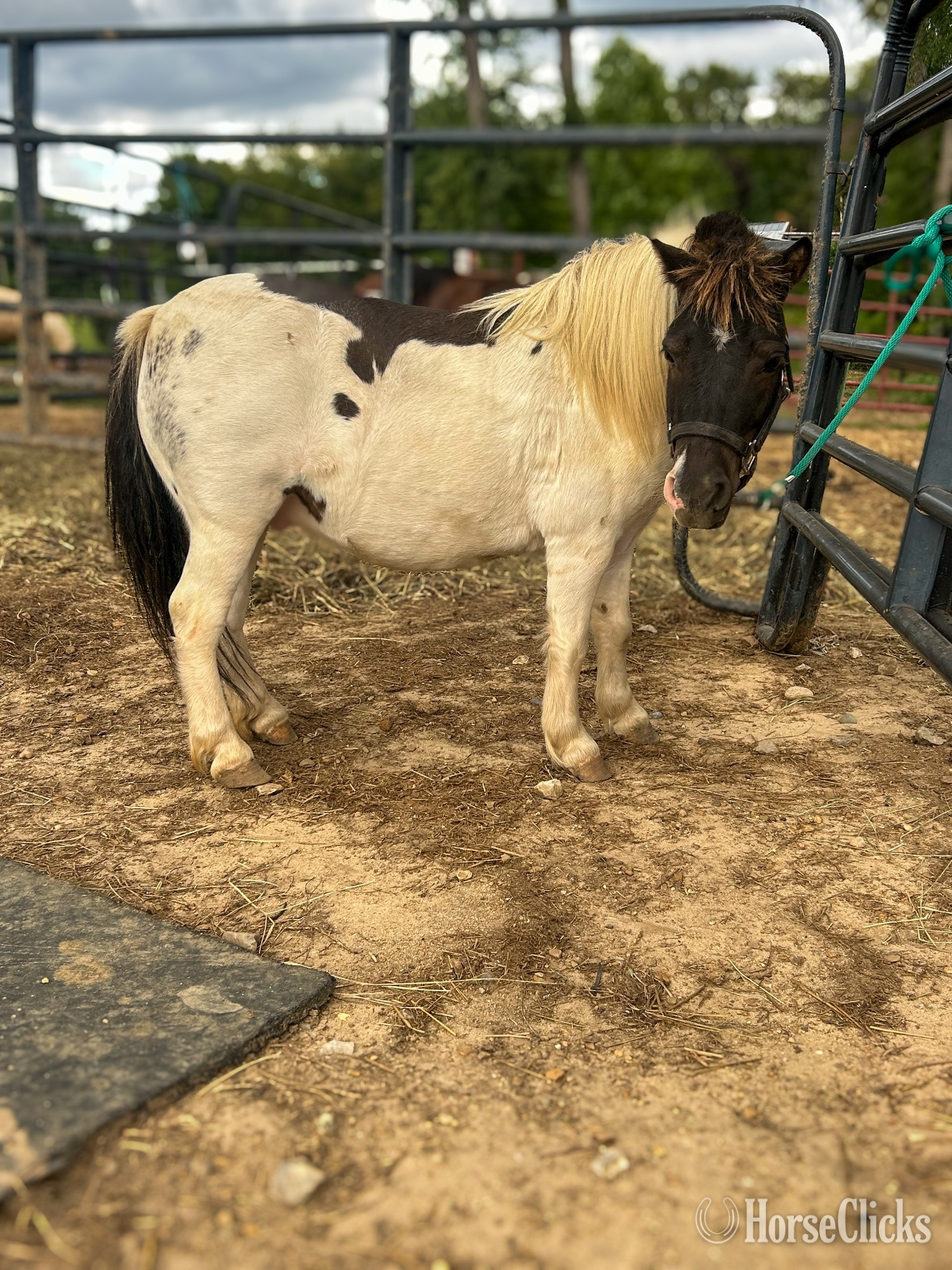 "Rollie Pollie" Skewbald Gelding Shetland Pony - Shetland Pony