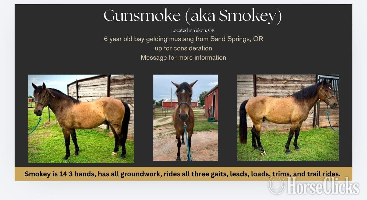 "Gunsmoke aka Smokey " Bay Gelding Mustang in Oklahoma