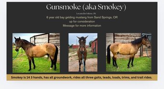 "Gunsmoke aka Smokey " Bay Gelding Mustang