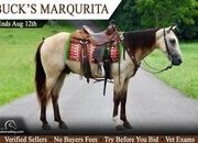 "Buck" Buckskin Gelding Tennessee Walker