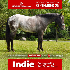 POA Horses for sale | HorseClicks