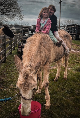 "Cookie " White Mare Mule