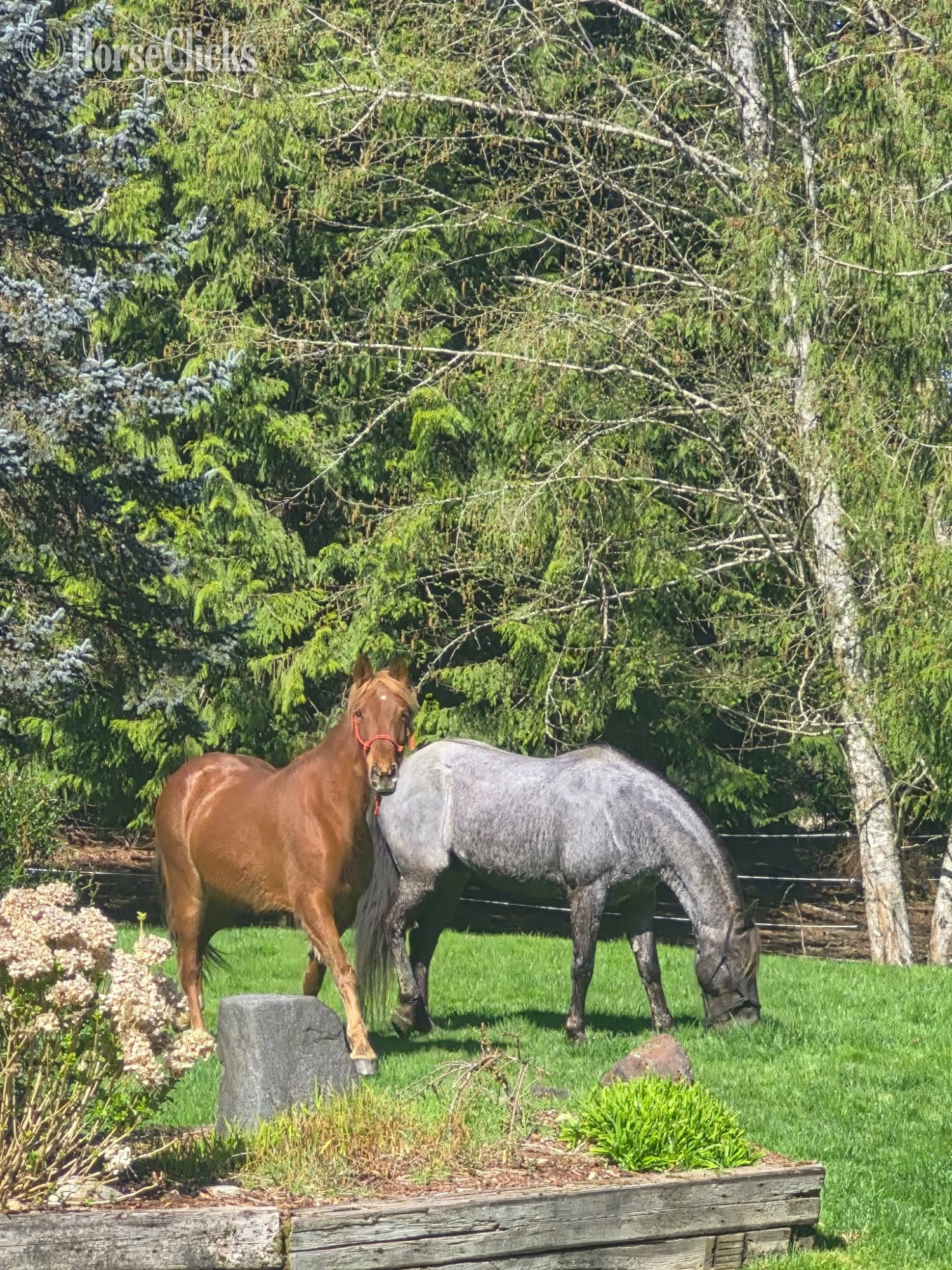 "Daisy" Sorrel Mare Tennessee Walker in Washington