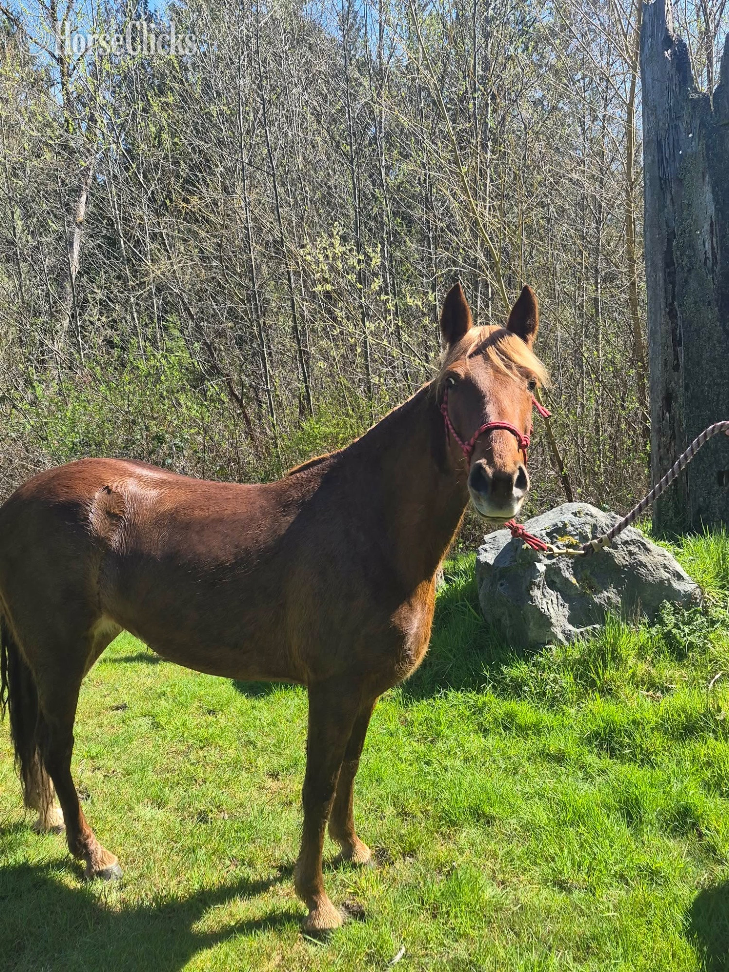 "Daisy" Sorrel Mare Tennessee Walker