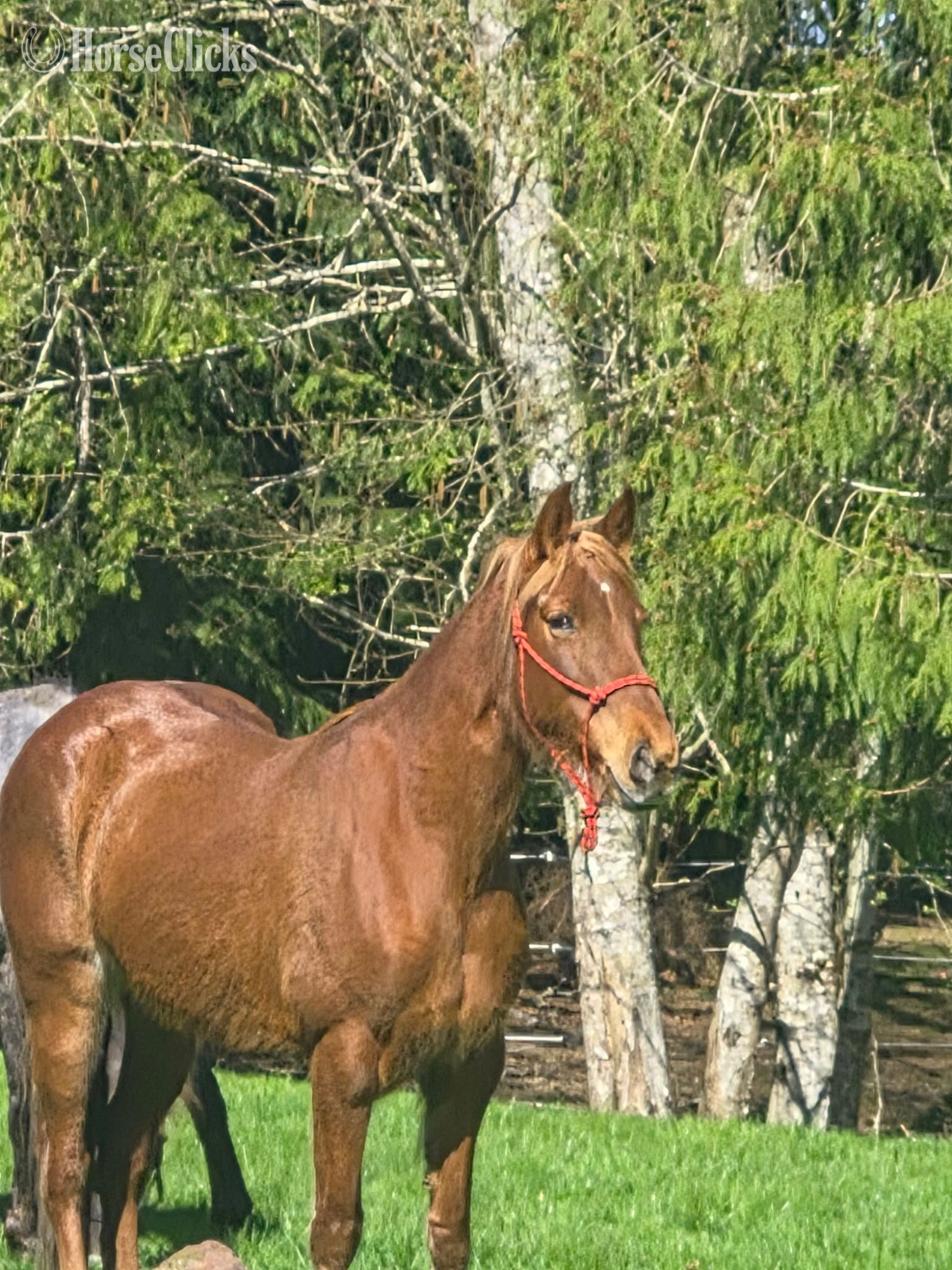 Washington "Daisy" Sorrel Mare Tennessee Walker