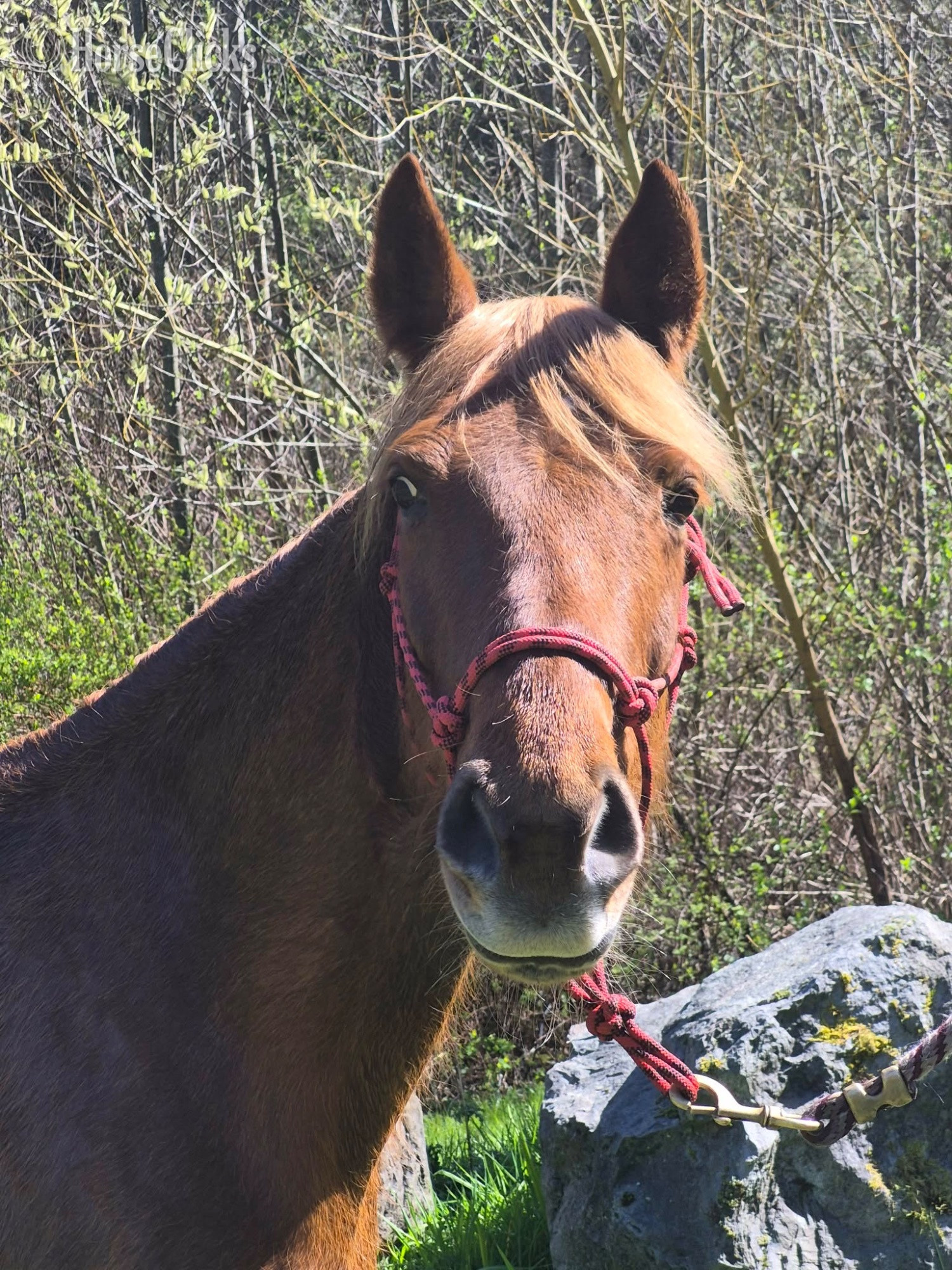 "Daisy" Sorrel Mare Tennessee Walker - Tennessee Walker in Washington