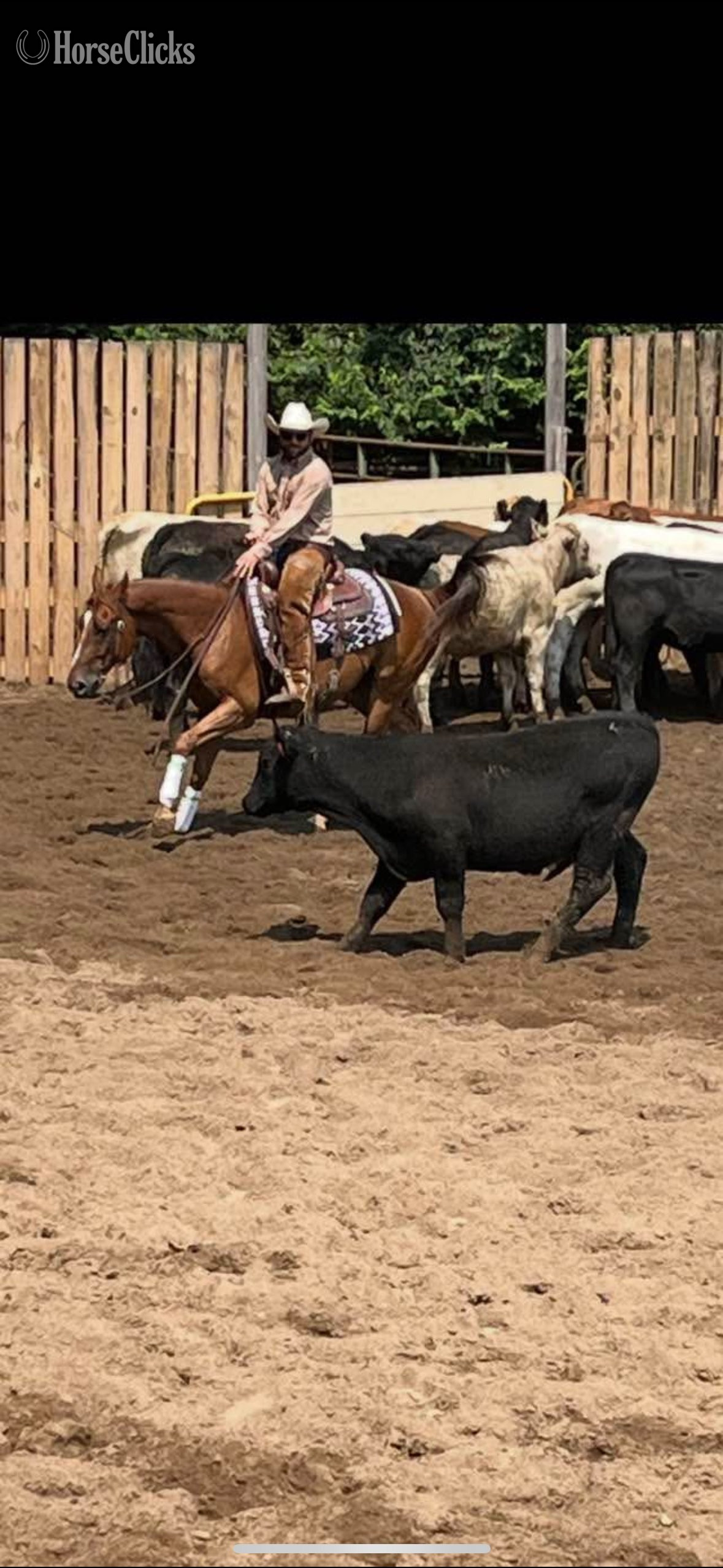 Ohio "Flying F Candybar " Sorrel Gelding Quarter Horse