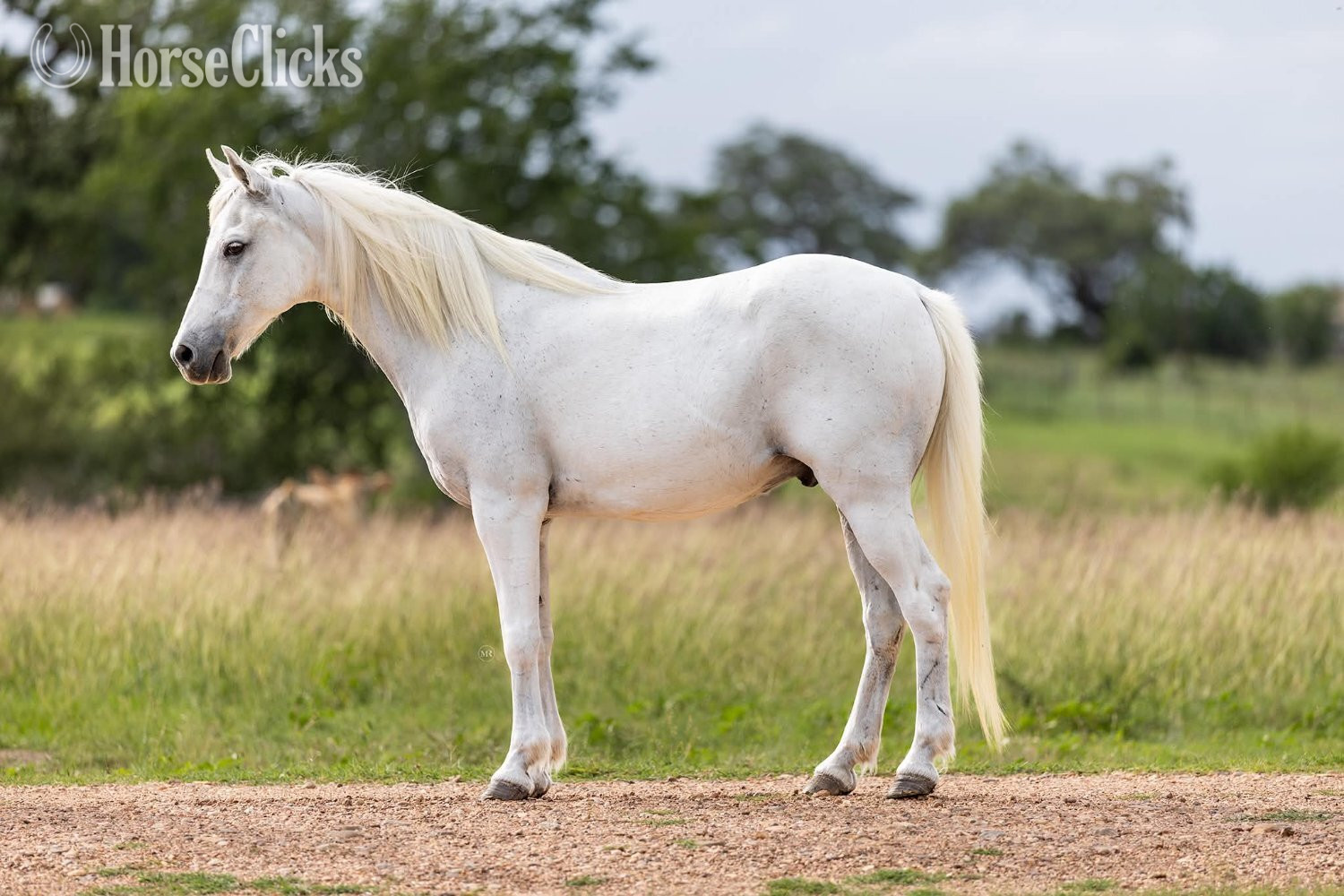 "CHARLES" Grey Gelding Pony in Texas