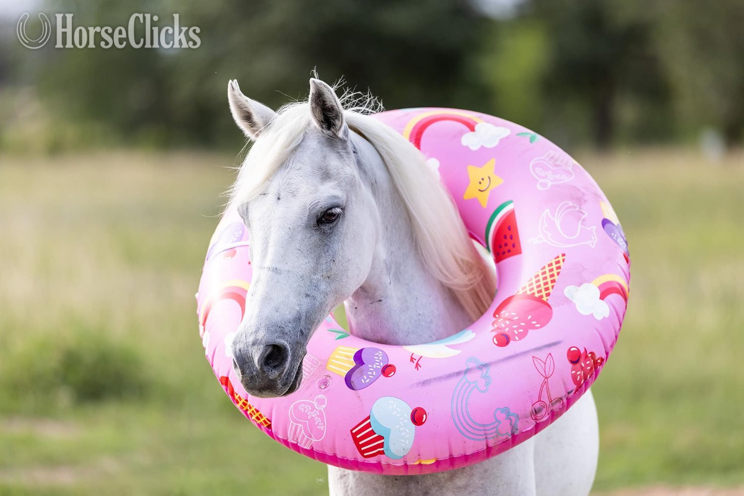 "CHARLES" Grey Gelding Pony