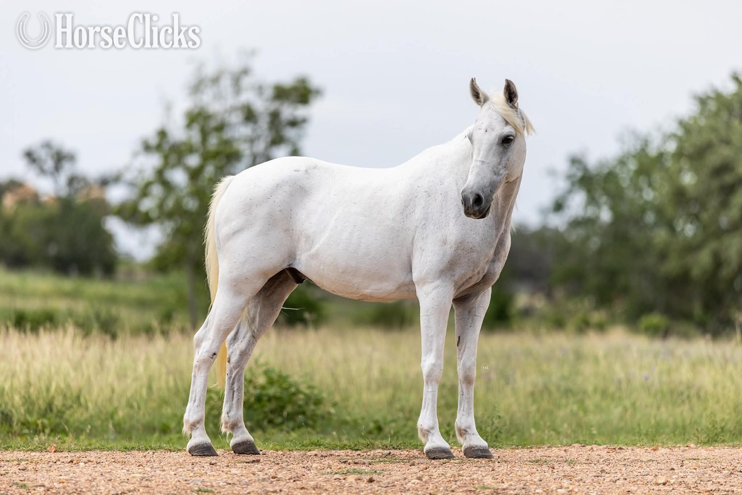 Texas "CHARLES" Grey Gelding Pony