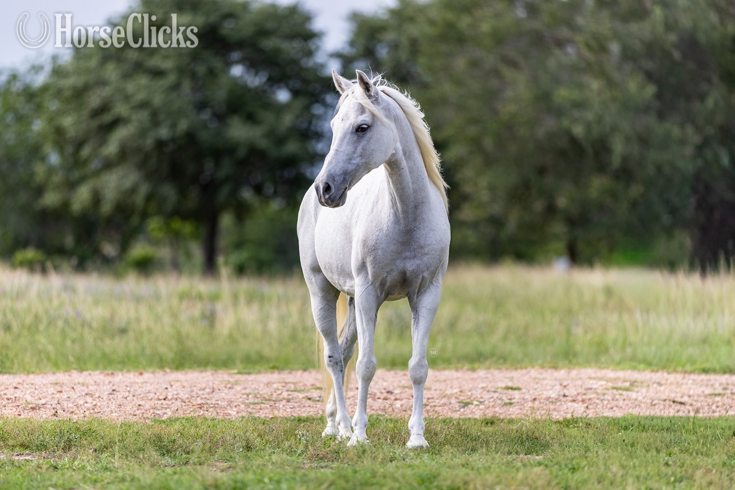 "CHARLES" Grey Gelding Pony - Pony in Texas