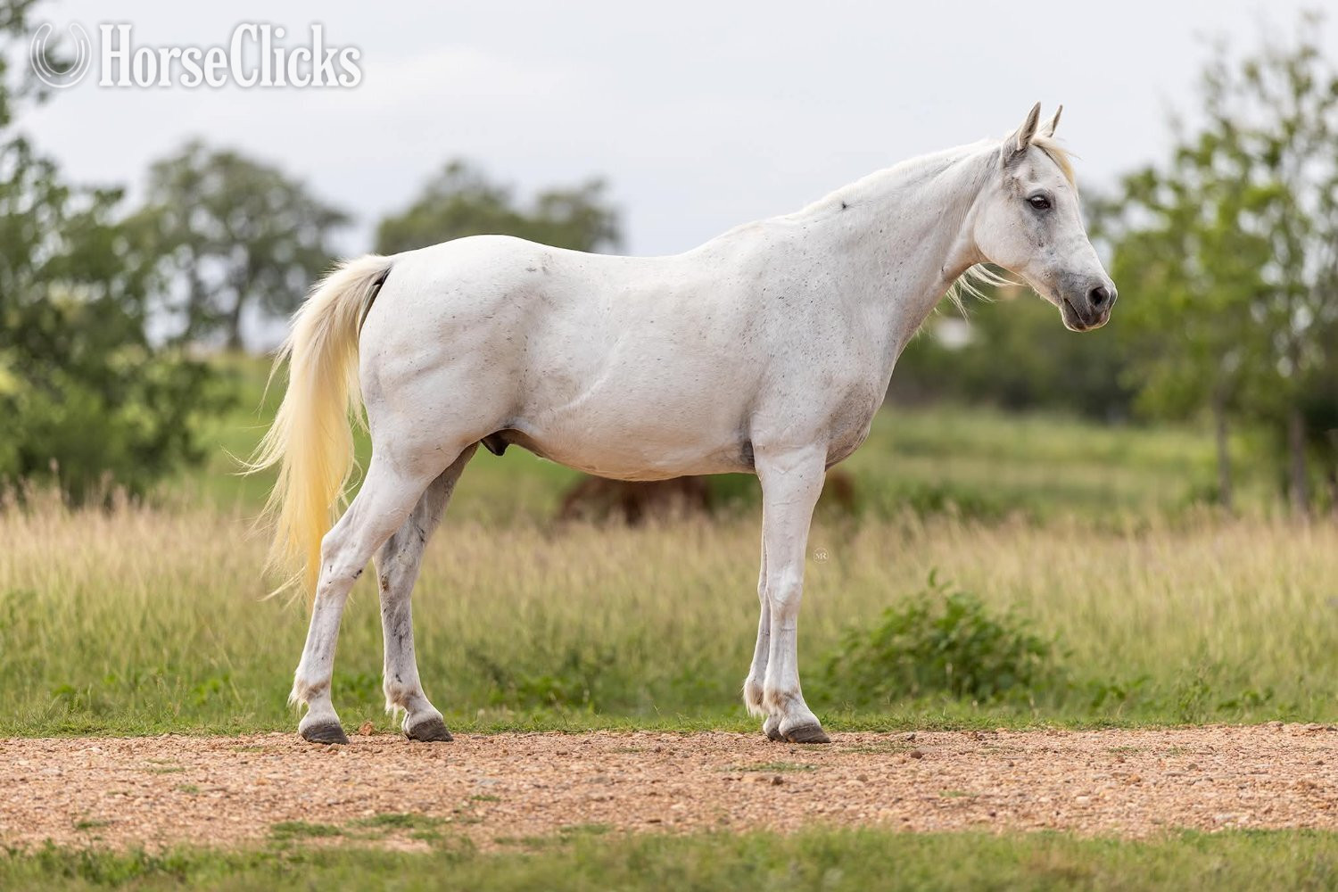 "CHARLES" Grey Gelding Pony - Pony