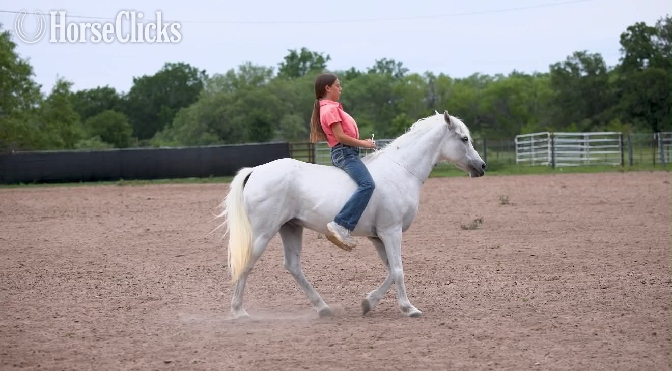 Pony - "CHARLES" Grey Gelding Pony in Texas