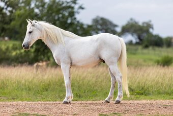 "CHARLES" Grey Gelding Pony