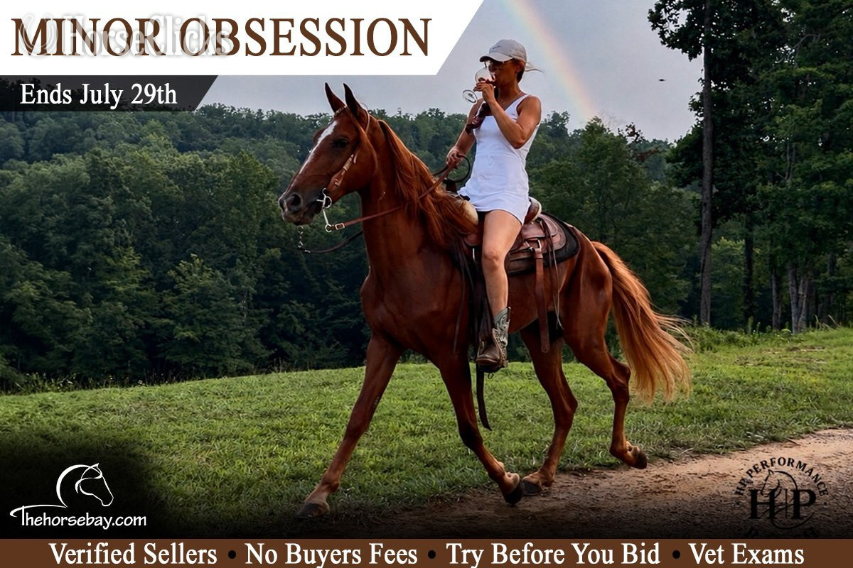 "Minor Obsession" Sorrel Mare Tennessee Walker in Ohio