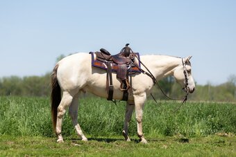 "Moon " Champagne Gelding Quarter Horse
