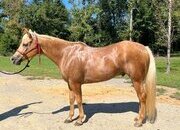 "Think Im Magic "Jackson"" Palomino Gelding Quarter Horse