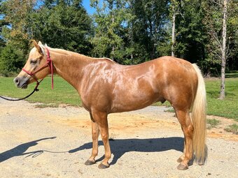 "Think Im Magic "Jackson"" Palomino Gelding Quarter Horse