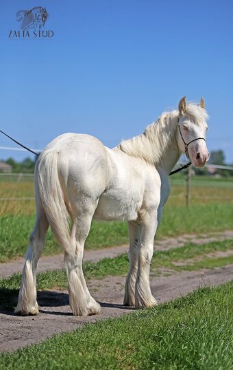 "ARRAX ZALIA" Cremello Colt Gypsy Vanner