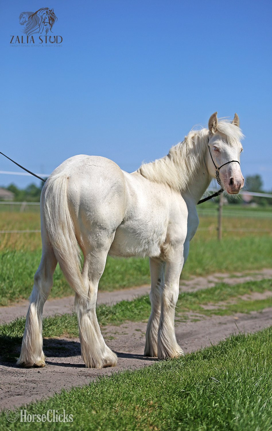 "ARRAX ZALIA" Cremello Colt Gypsy Vanner in Ontario