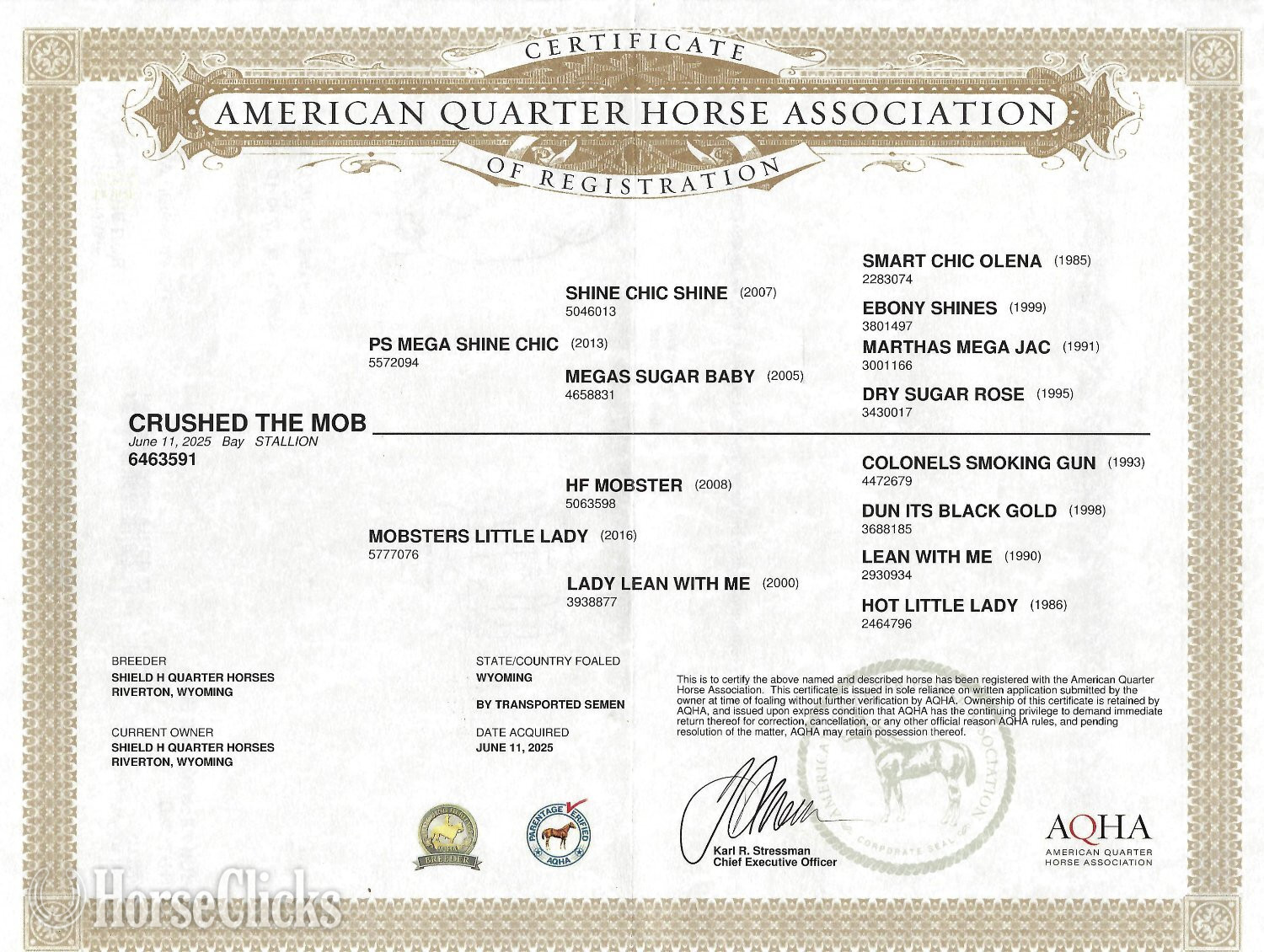 "Crushed The Mob" Bay Colt Quarter Horse in Wyoming