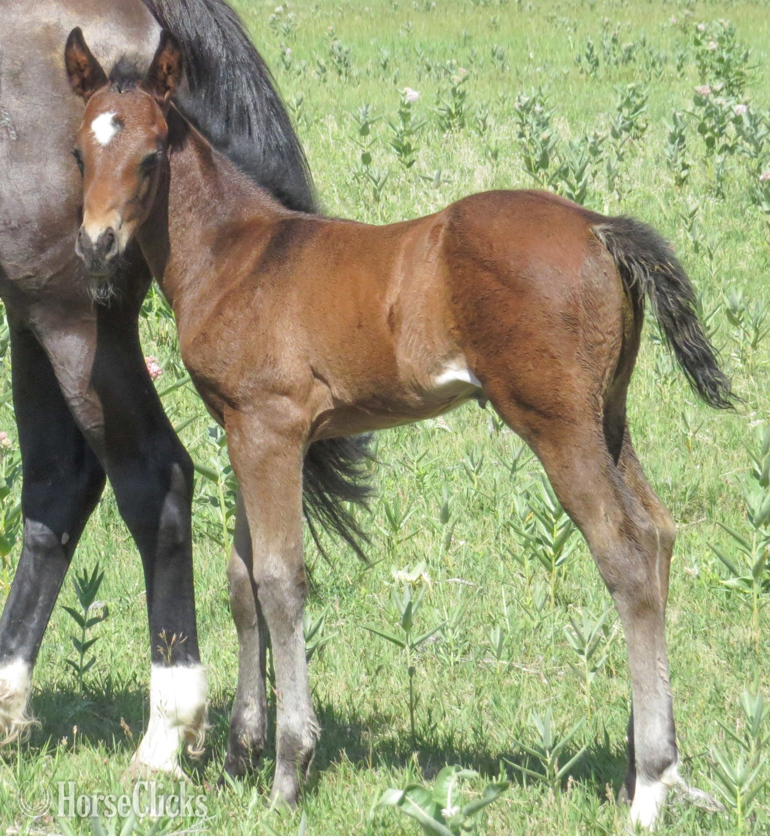 "Crushed The Mob" Bay Colt Quarter Horse