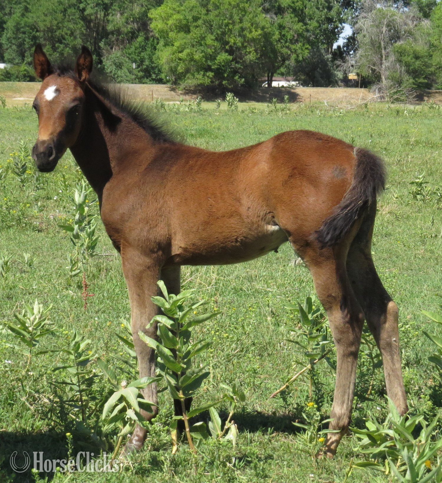 Wyoming "Crushed The Mob" Bay Colt Quarter Horse