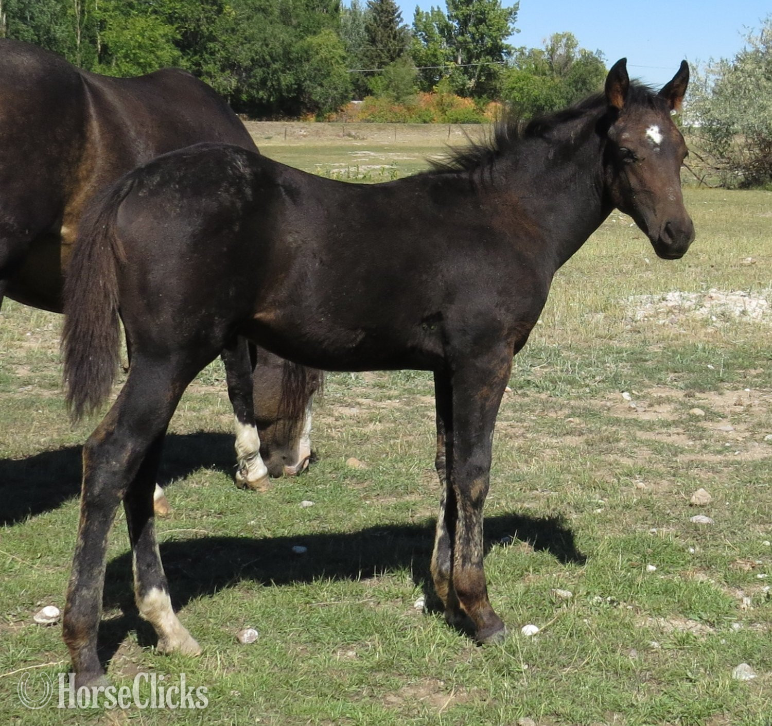 "Crushed The Mob" Bay Colt Quarter Horse - Quarter Horse in Wyoming