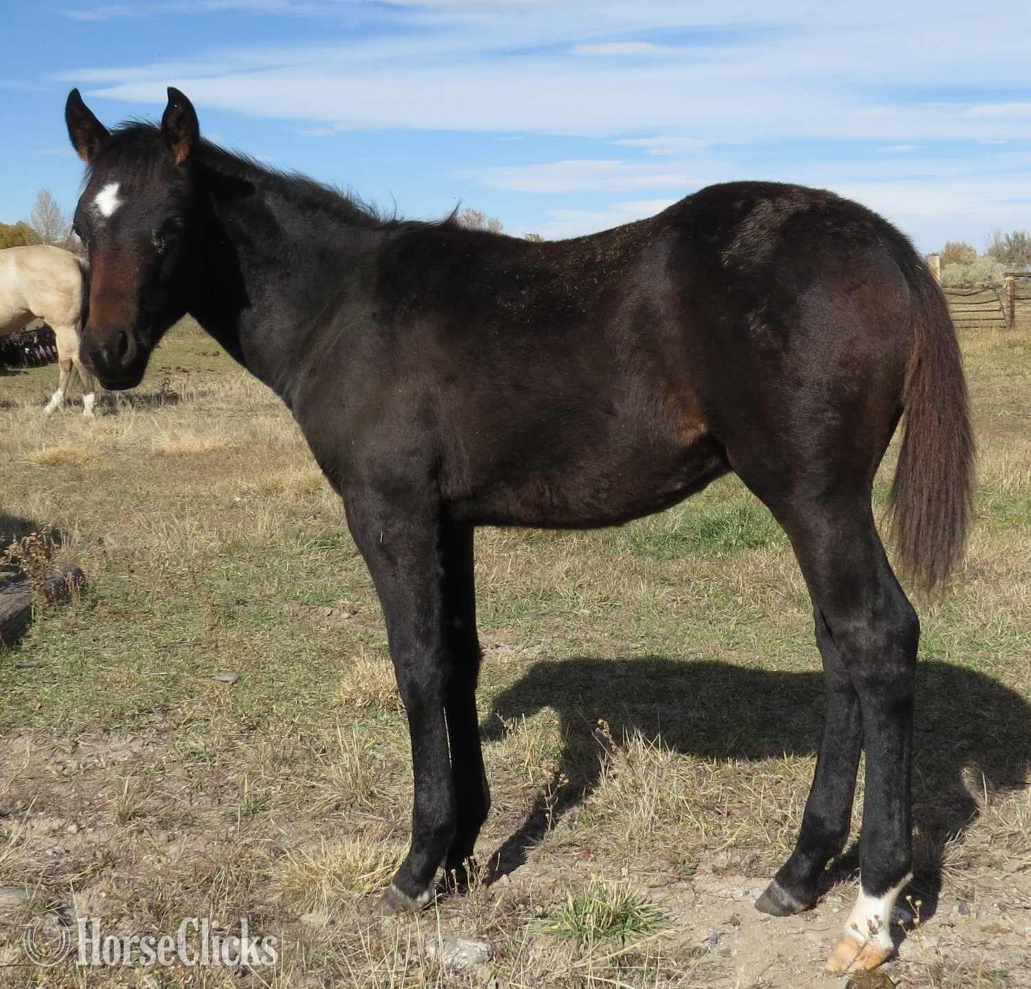 "Crushed The Mob" Bay Colt Quarter Horse - Quarter Horse