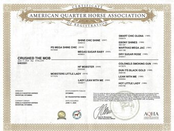 "Crushed The Mob" Bay Colt Quarter Horse