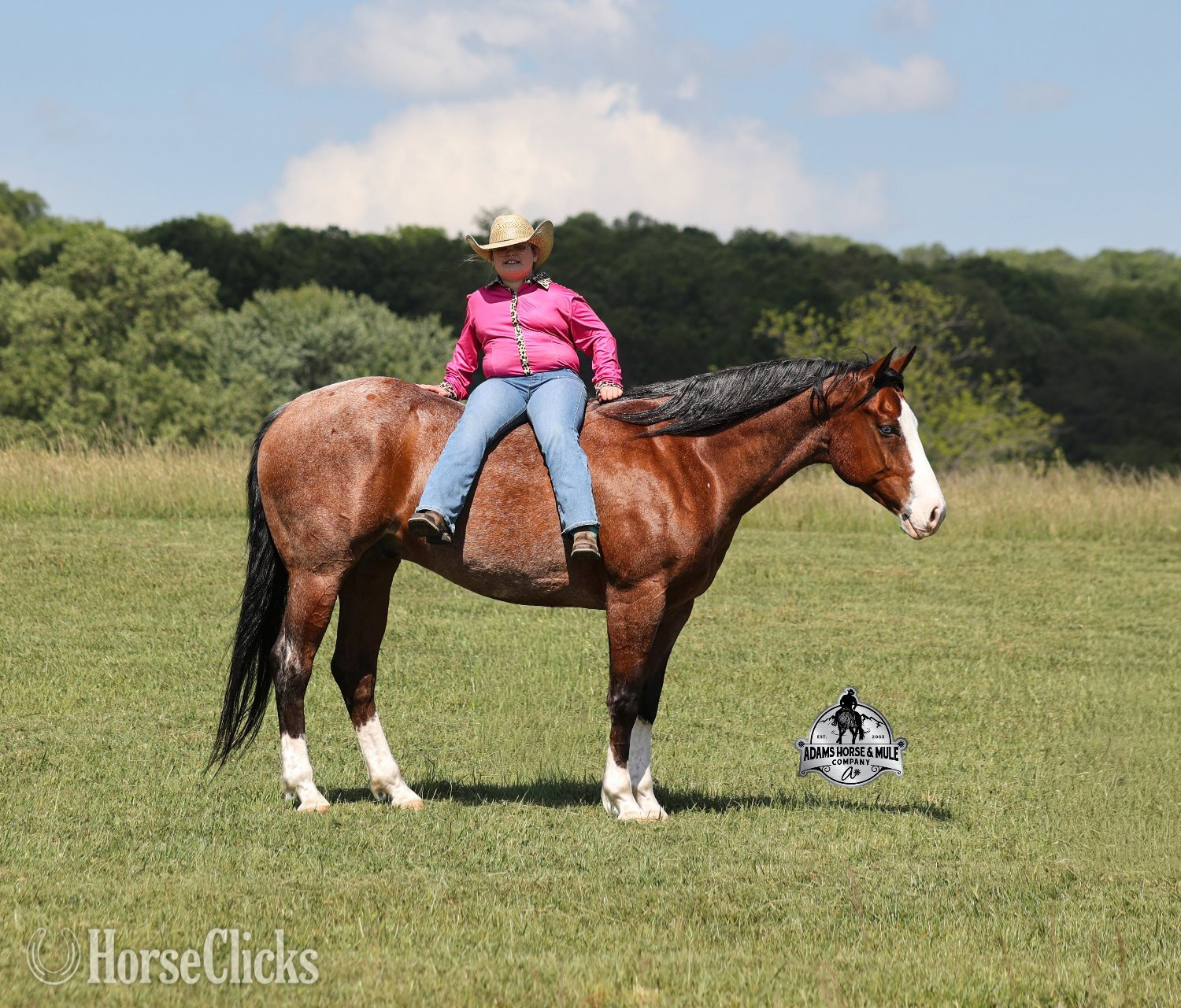"Ty Playing Red -Sox Consigned to Cowgirl" Bay Roan Gelding Quarter Horse in California