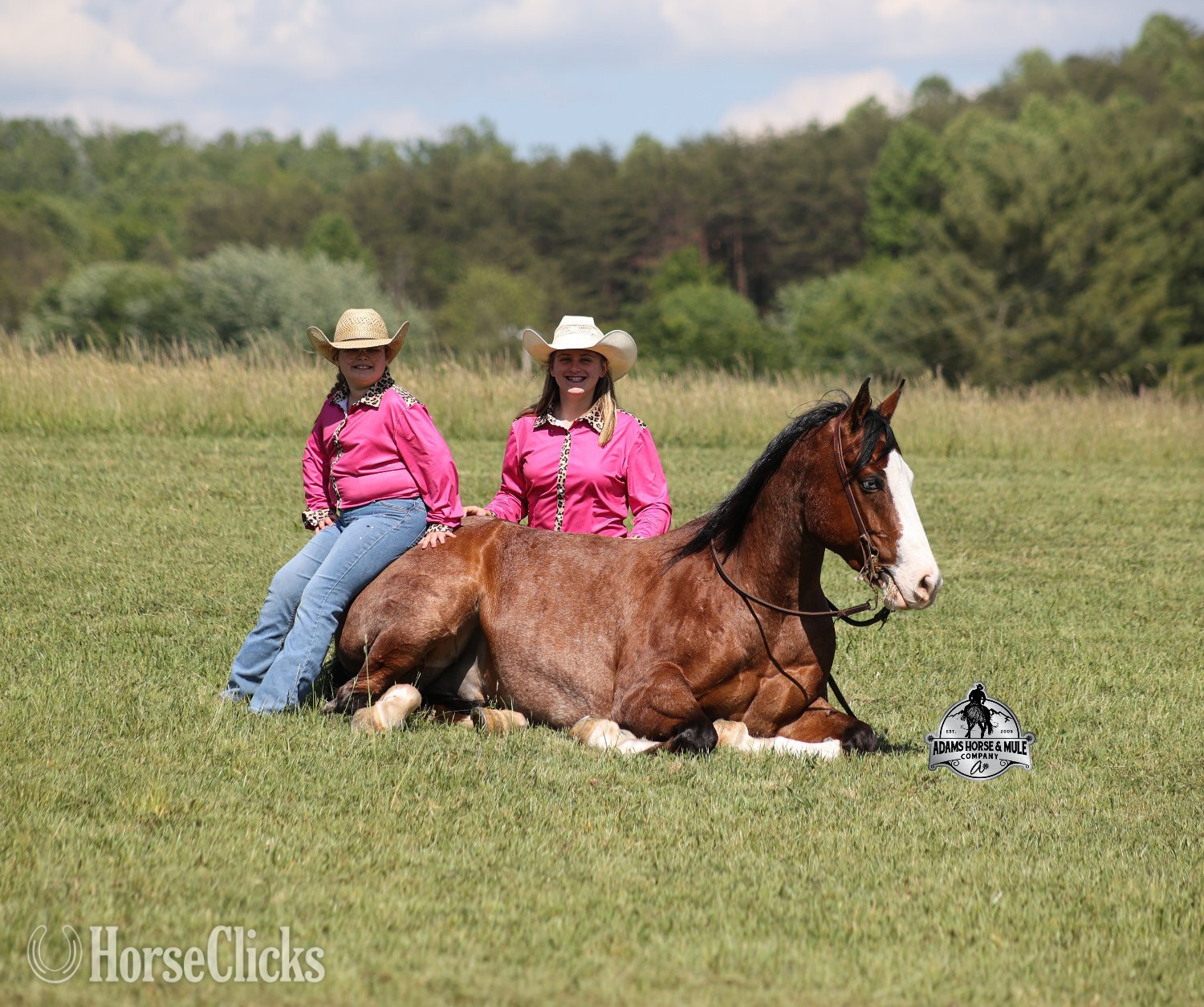 "Ty Playing Red -Sox Consigned to Cowgirl" Bay Roan Gelding Quarter Horse