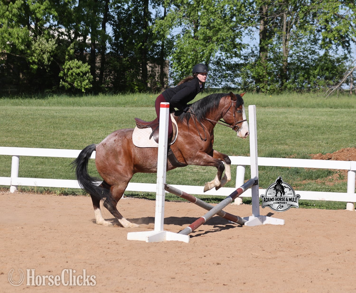 California "Ty Playing Red -Sox Consigned to Cowgirl" Bay Roan Gelding Quarter Horse