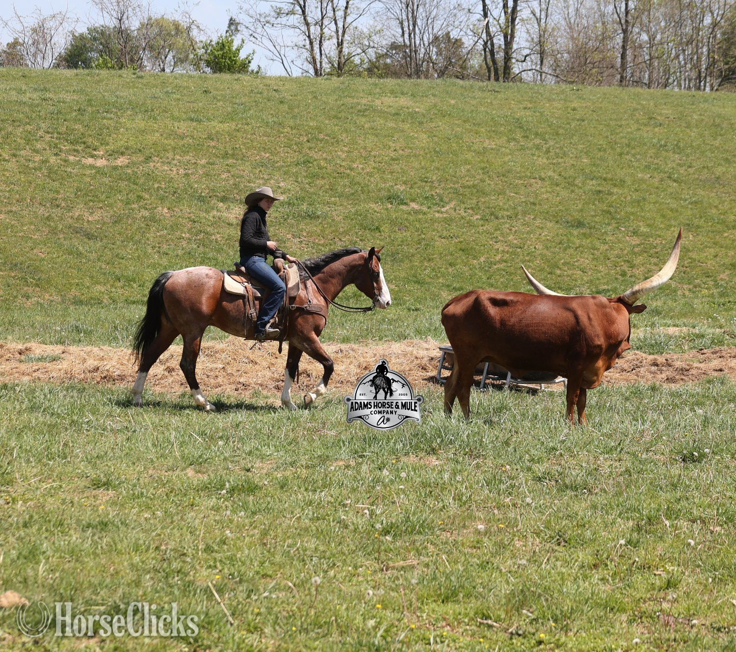 "Ty Playing Red -Sox Consigned to Cowgirl" Bay Roan Gelding Quarter Horse - Quarter Horse in California