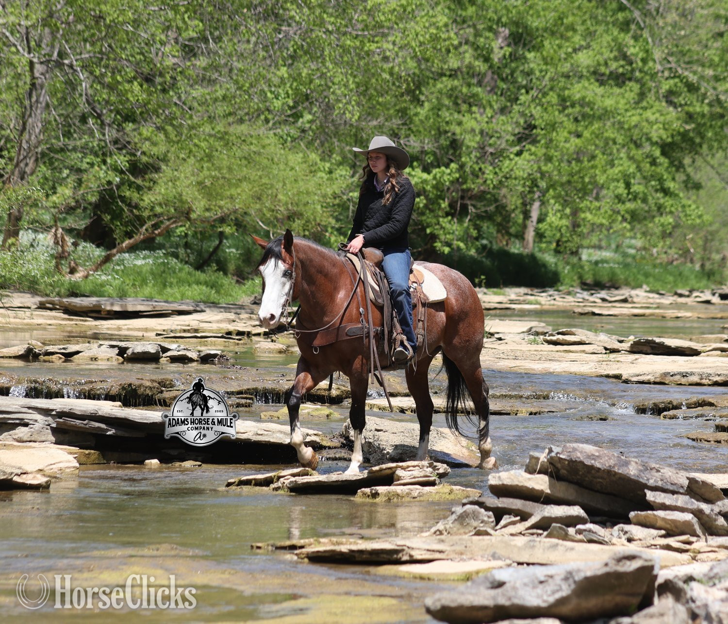 "Ty Playing Red -Sox Consigned to Cowgirl" Bay Roan Gelding Quarter Horse - Quarter Horse