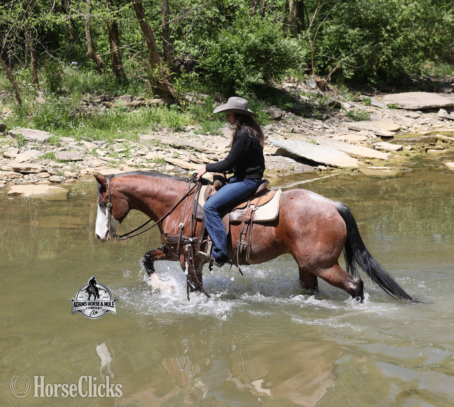 "Ty Playing Red -Sox Consigned to Cowgirl" Bay Roan Gelding Quarter Horse California
