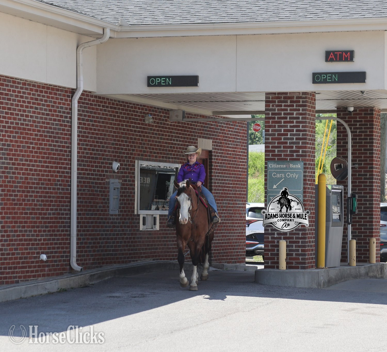Quarter Horse - "Ty Playing Red -Sox Consigned to Cowgirl" Bay Roan Gelding Quarter Horse in California