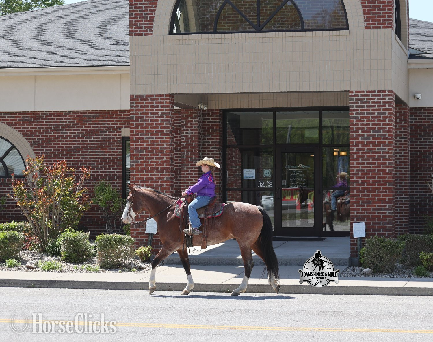 Quarter Horse - "Ty Playing Red -Sox Consigned to Cowgirl" Bay Roan Gelding Quarter Horse