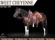 "Sweet Cheyenne" Black Mare Missouri Fox Trotter