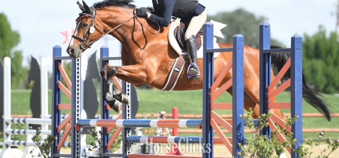 "Ballerine (Bella)" Bay Mare Warmblood in California