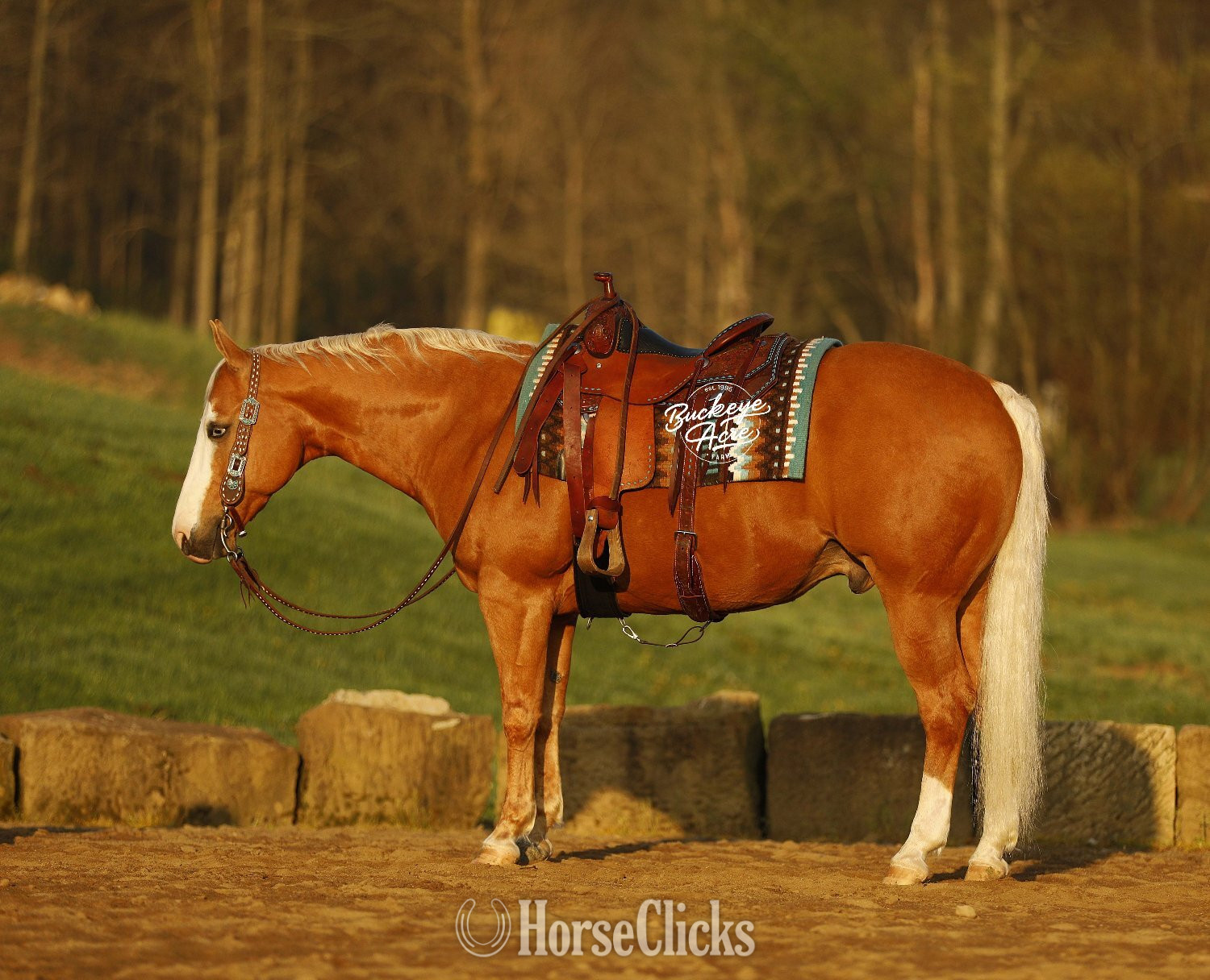 Ohio "Jackpot" Palomino Gelding Quarter Horse