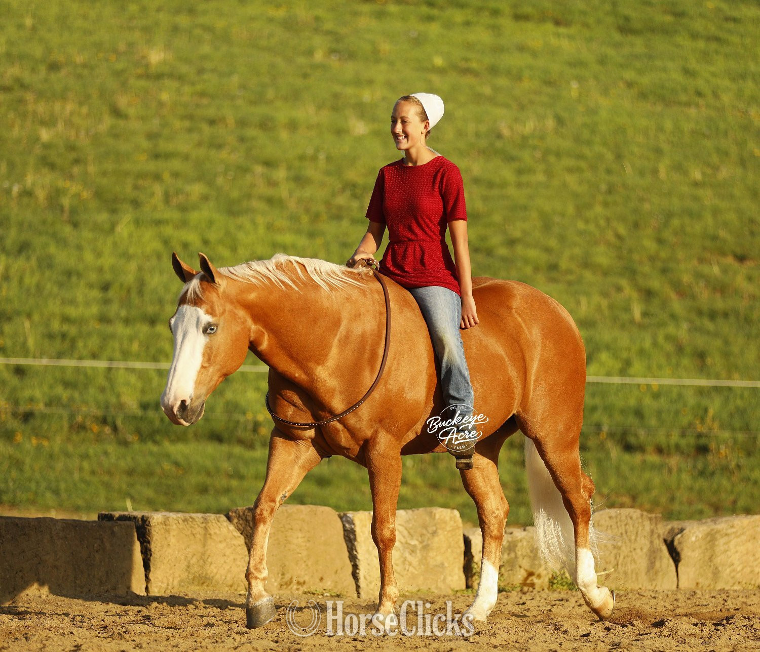 "Jackpot" Palomino Gelding Quarter Horse - Quarter Horse in Ohio