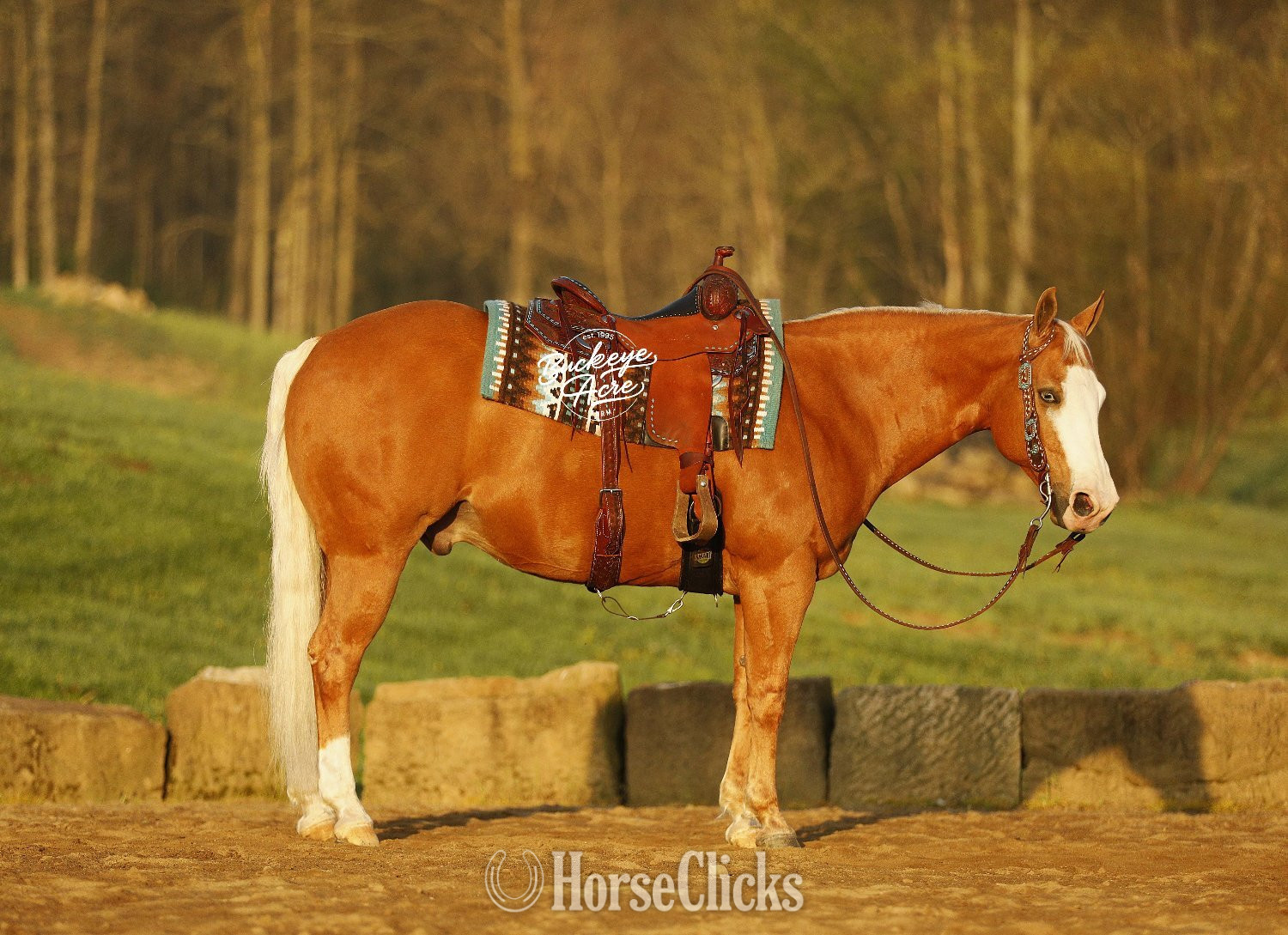"Jackpot" Palomino Gelding Quarter Horse - Quarter Horse