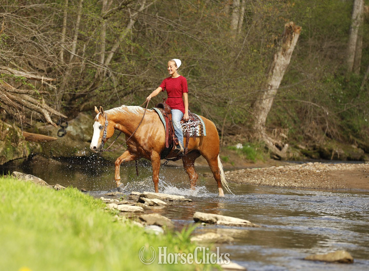 "Jackpot" Palomino Gelding Quarter Horse Ohio