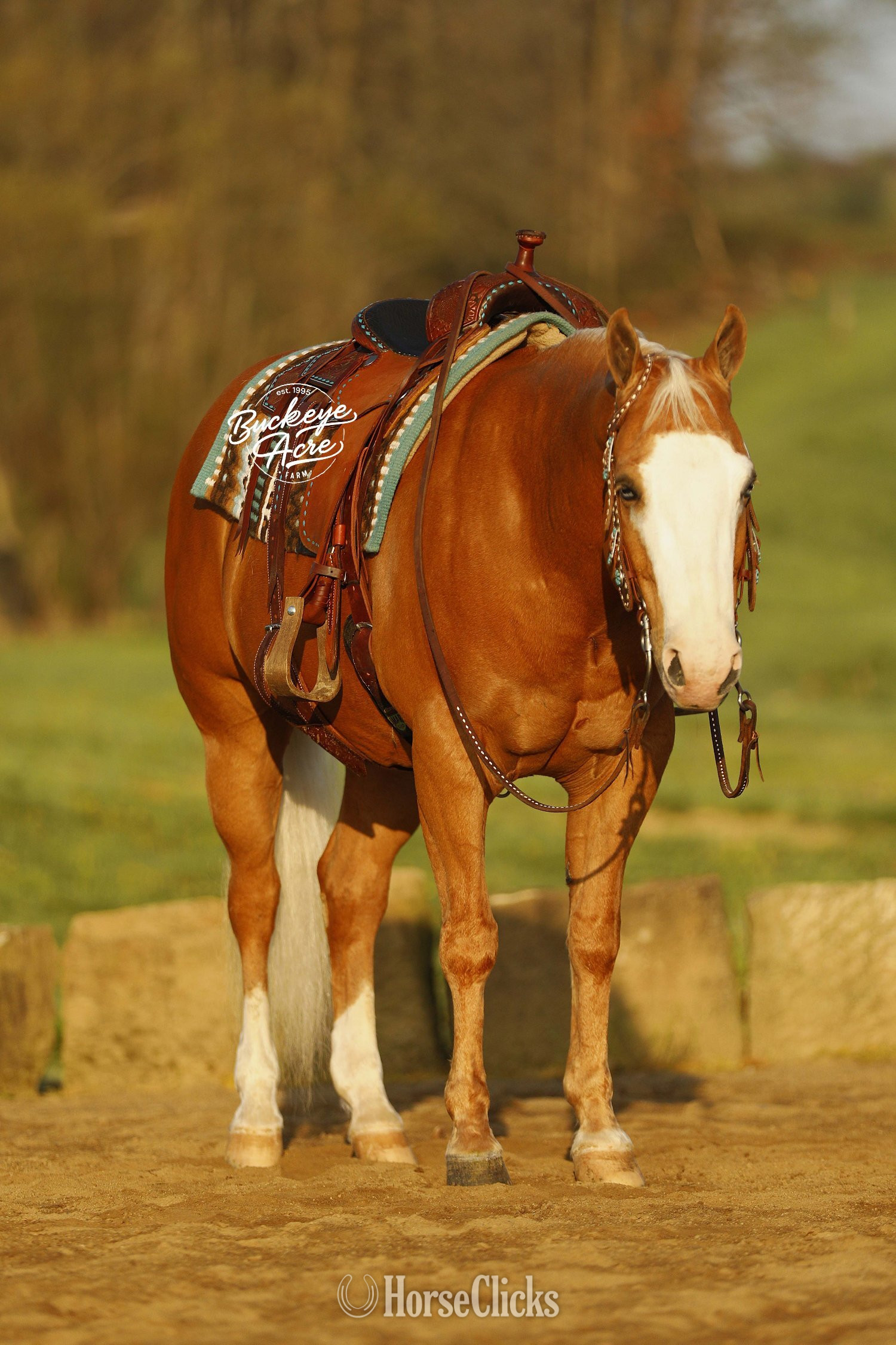 Quarter Horse - "Jackpot" Palomino Gelding Quarter Horse in Ohio