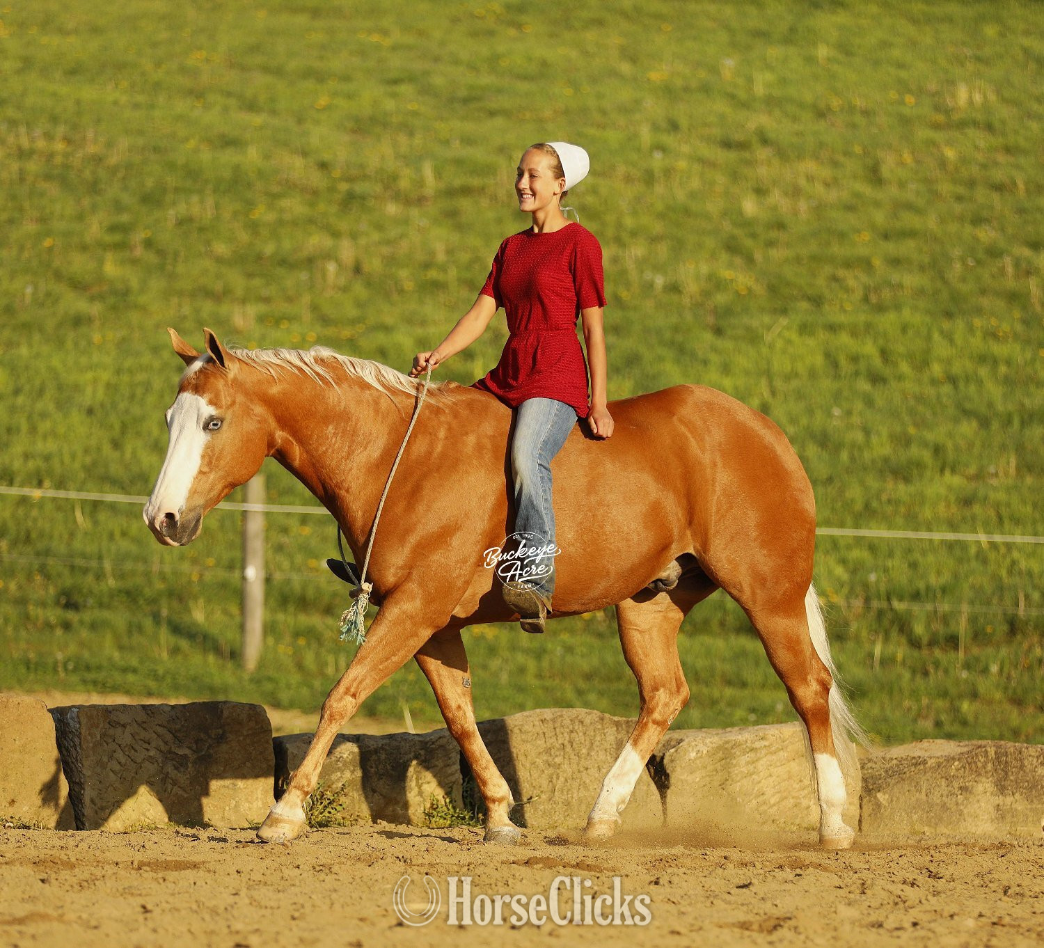 Quarter Horse - "Jackpot" Palomino Gelding Quarter Horse