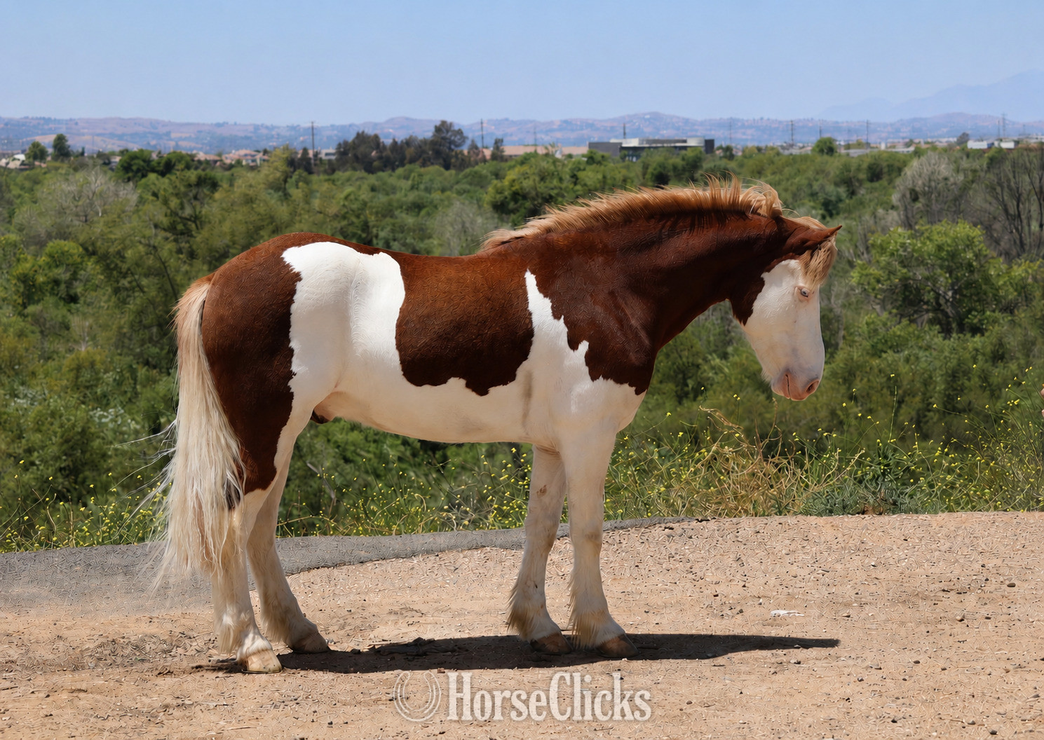California "CHEESE" Pinto Gelding Pony