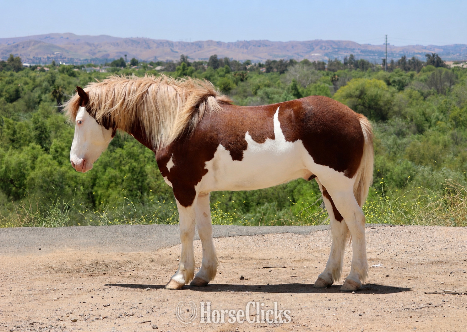 "CHEESE" Pinto Gelding Pony - Pony in California